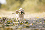 rennender American Cocker Spaniel