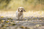 rennender American Cocker Spaniel