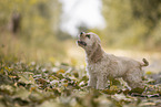 stehender American Cocker Spaniel Welpe