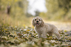 stehender American Cocker Spaniel Welpe