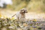 rennender American Cocker Spaniel