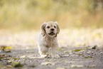 laufender American Cocker Spaniel