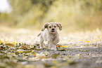 rennender American Cocker Spaniel