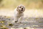 rennender American Cocker Spaniel