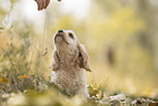 sitzender American Cocker Spaniel Welpe