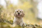 sitzender American Cocker Spaniel Welpe