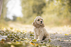 sitzender American Cocker Spaniel Welpe