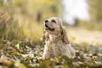 sitzender American Cocker Spaniel Welpe