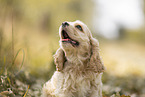 American Cocker Spaniel Portrait