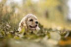 American Cocker Spaniel Welpe