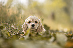 American Cocker Spaniel Welpe