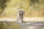 laufender American Cocker Spaniel