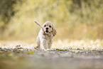 laufender American Cocker Spaniel