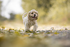 laufender American Cocker Spaniel