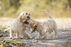 American Cocker Spaniel