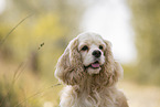 American Cocker Spaniel Portrait