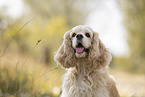 American Cocker Spaniel Portrait
