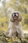 stehender American Cocker Spaniel