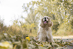 stehender American Cocker Spaniel