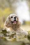 liegender American Cocker Spaniel