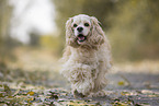 rennender American Cocker Spaniel