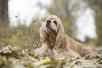 liegender American Cocker Spaniel