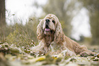 liegender American Cocker Spaniel
