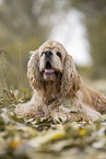 liegender American Cocker Spaniel