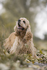 stehender American Cocker Spaniel