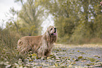 stehender American Cocker Spaniel