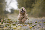 rennender American Cocker Spaniel