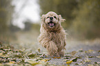 rennender American Cocker Spaniel