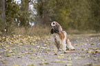 braun-weier American Cocker Spaniel