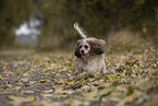 braun-weier American Cocker Spaniel