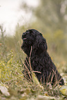 schwarzer American Cocker Spaniel