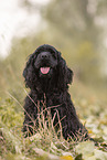 schwarzer American Cocker Spaniel