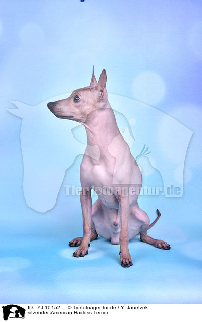 sitzender American Hairless Terrier / YJ-10152