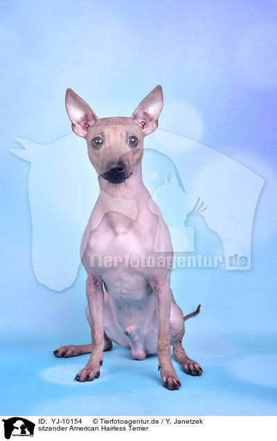 sitzender American Hairless Terrier / YJ-10154