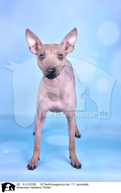 American Hairless Terrier / YJ-10156