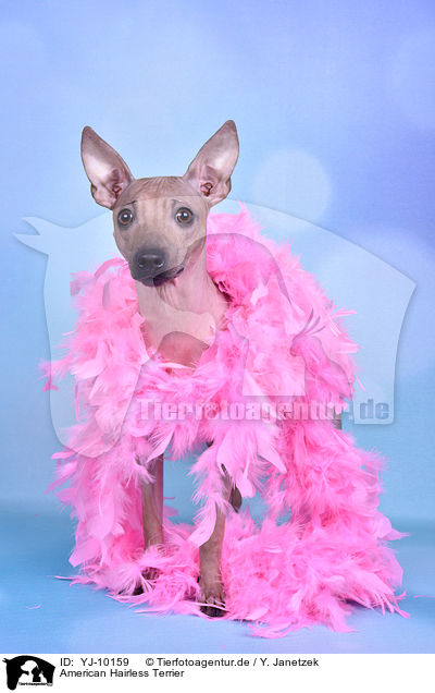 American Hairless Terrier / YJ-10159