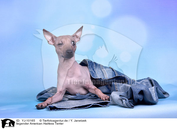 liegender American Hairless Terrier / lying American Hairless Terrier / YJ-10165