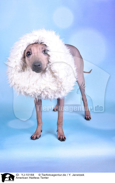 American Hairless Terrier / YJ-10168