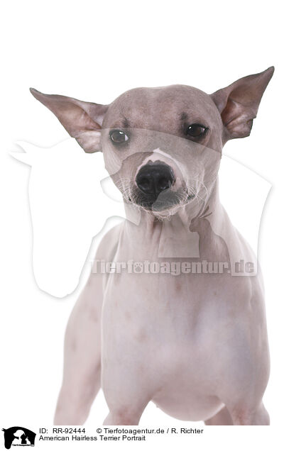 American Hairless Terrier Portrait / American Hairless Terrier Portrait / RR-92444