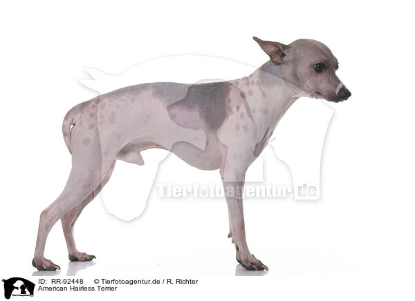 American Hairless Terrier / RR-92448