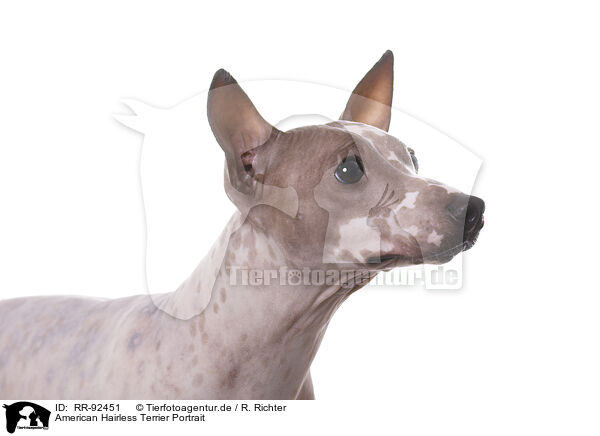American Hairless Terrier Portrait / RR-92451
