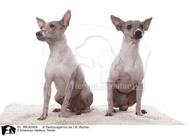 2 American Hairless Terrier / RR-92464