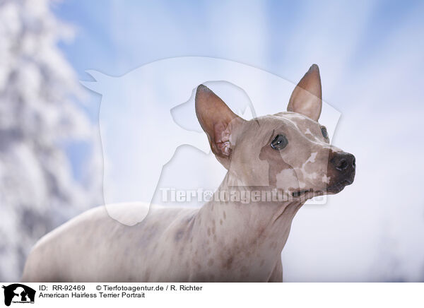 American Hairless Terrier Portrait / RR-92469