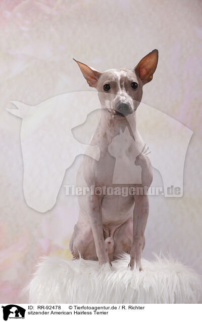 sitzender American Hairless Terrier / RR-92478