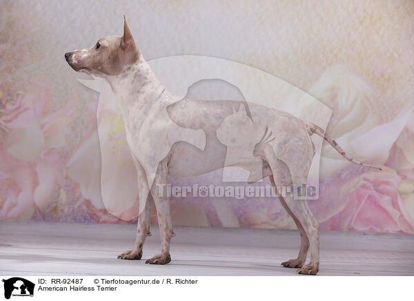 American Hairless Terrier / American Hairless Terrier / RR-92487