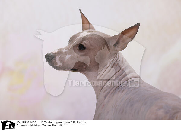 American Hairless Terrier Portrait / RR-92492